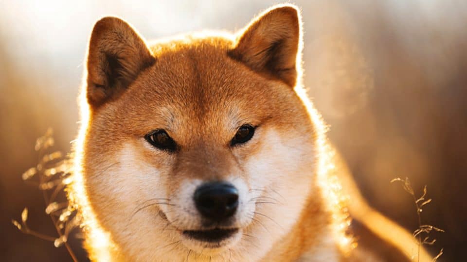 What is Shiba Inu SHIB Backed By?