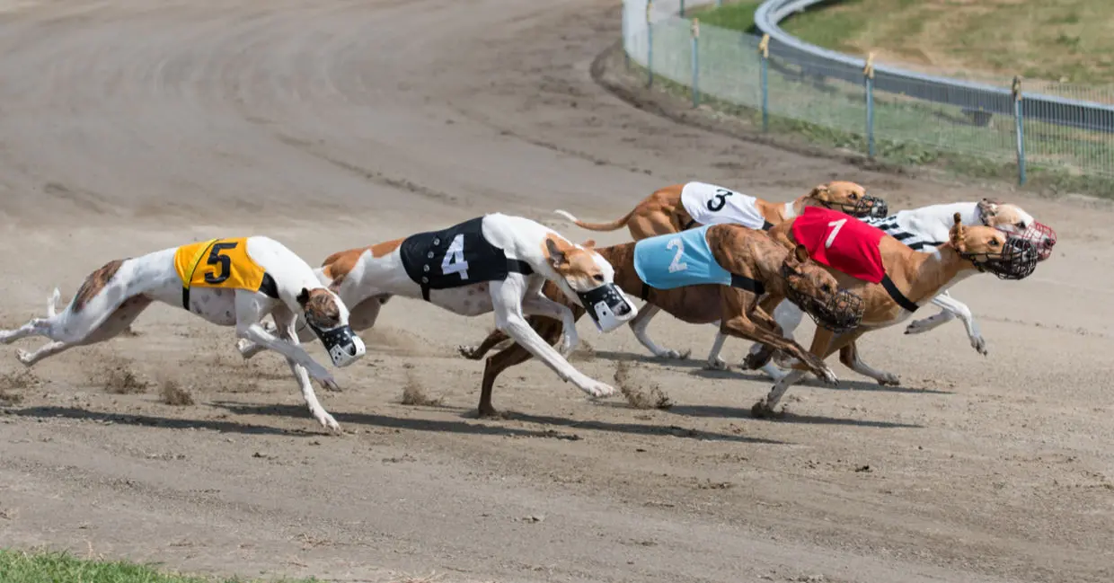 greyhound puppy derby betting window
